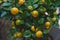 Ornamental tree Calamondin orange