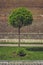 Ornamental tree and medieval brick wall