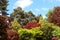 Ornamental trees and shrubs with red and green foliage