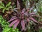 Ornamental tropical plant cordyline purple prince, cordyline fruticosa with pink blade leaves, at Bali Indonesia rainforest