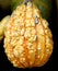 Ornamental Warty Pear Gourds, Cucurbita pepo