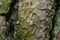 Ornamental wood texture of bark of Ponderosa Pine Pinus Ponderosa