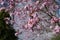 Ornamental woody plant cherry plum with pink flowers