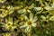 Ornamental yellow flowers, background, closeup.