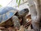 Ornate Box Turtle