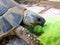 Ornate Box Turtle