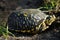 Ornate Box Turtle