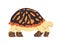 ornate box turtle black color and orange spot dot wild nature animal creature slow walk with shell
