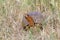 Ornate box turtle in grass