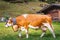 Ornate Cow parade called Almabtrieb in Zillertal, Austrian alps