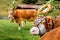 Ornate Cow parade called Almabtrieb in Zillertal, Austrian alps