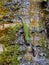 Ornate day gecko