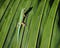 Ornate day gecko on leaf