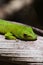 Ornate day gecko from Mauritius in natural environment