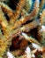 Ornate ghost pipefish