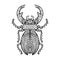 Ornate Giant Stag Beetle