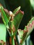 An Ornate Green and Brown Succulent Plant