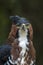 Ornate Hawk-Eagle