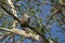 Ornate Hawk Eagle Perched on Branch