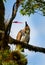 Ornate hawk-eagle - Spizaetus ornatus a bird of prey from the tropical Americas. Like all eagles, it is in the family Accipitridae