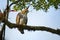 Ornate hawk-eagle - Spizaetus ornatus a bird of prey from the tropical Americas. Like all eagles, it is in the family Accipitridae