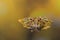 Ornate Horned Frog reflected