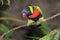 Ornate lorikeet