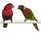 Ornate Lorikeet, Trichoglossus ornatus, and Black-capped Lory, Lorius lory