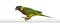 Ornate Lorikeet, Trichoglossus ornatus, a parrot