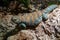 Ornate mastigure african lizard portrait