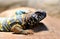 Ornate mastigure - Uromastyx ornata