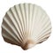 Ornate seashell symbol of tropical vacations