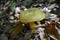 Ornate-stalked or Goldstalk Bolete Mushroom