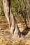 An ornate, twisted tree trunk against the background of autumn fallen leaves