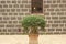 Ornate wide pot in a stone courtyard with overflowing green vegetation at a heritage home with ornate carved details