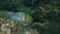 Ornate wrasse Thalassoma pavo male undersea, Aegean Sea, Greece.