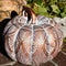 Ornate Zen Tangle on a Pumpkin