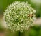 Ornemental Garlic at Montreal botanical garden