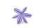 ornemental purple onion flower blossom on white background