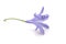 ornemental purple onion flower blossom on white background