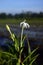 ornithogalum