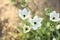 Ornithogalum Arabicum flowers in the garden