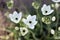 Ornithogalum Arabicum flowers in the garden