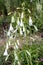 Ornithogalum Candicans