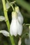 Ornithogalum Candicans flower