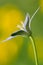 Ornithogalum flower