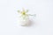 Ornithogalum flower with rain drops on white cosmetic jar cap