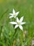 Ornithogalum flowers