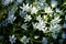 Ornithogalum flowers. beautiful bloom in the spring garden. shooting at sunset