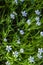 Ornithogalum flowers. Beautiful white flowers in the forest